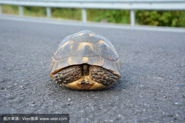烏龜?shù)纳瞽h(huán)境(它們會躲起來嗎)